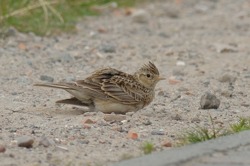 Veldleeuwerik